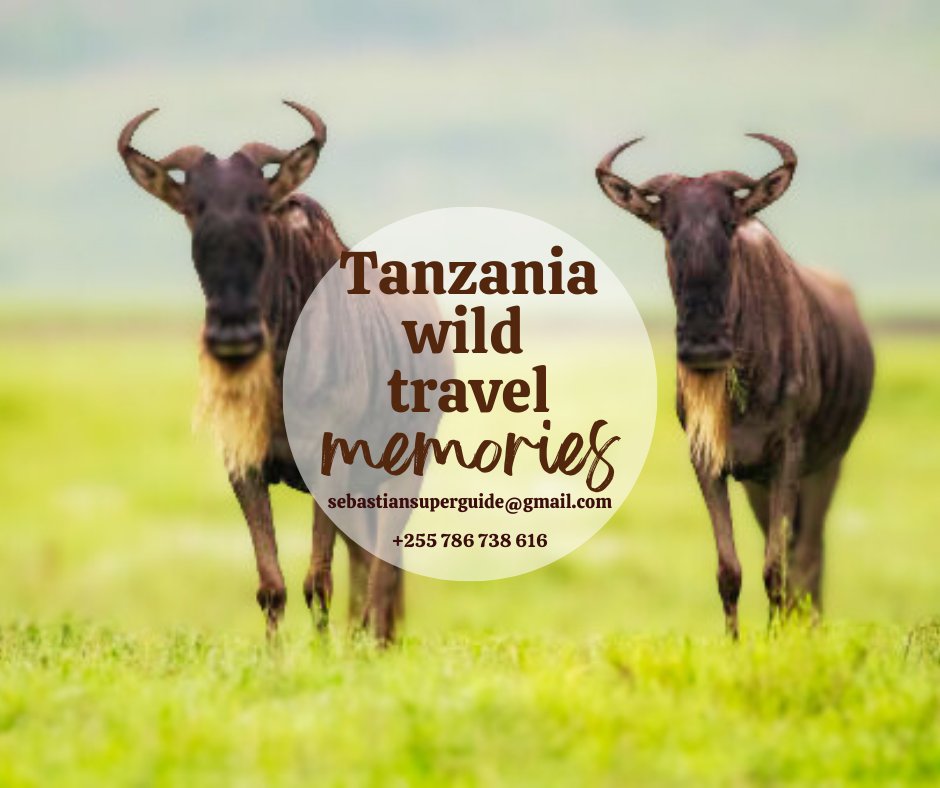 SuperbGuide's tweet photo. I dream always of doing Africa classic breathtaking tours this is in Tanzania you will spotting the amazing things and your favorites beauty!
Like listening to the stories of safaris into the park and seeing the wildlife moments moving marvelous!
Have a talk about knowing safaris https://t.co/DYLXxdDruU