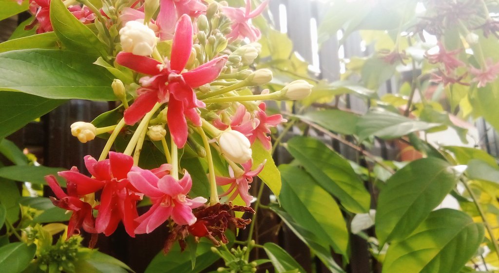 Daf - Kang Cerita, Kang Gambar ✨🕊️💐 tweet media