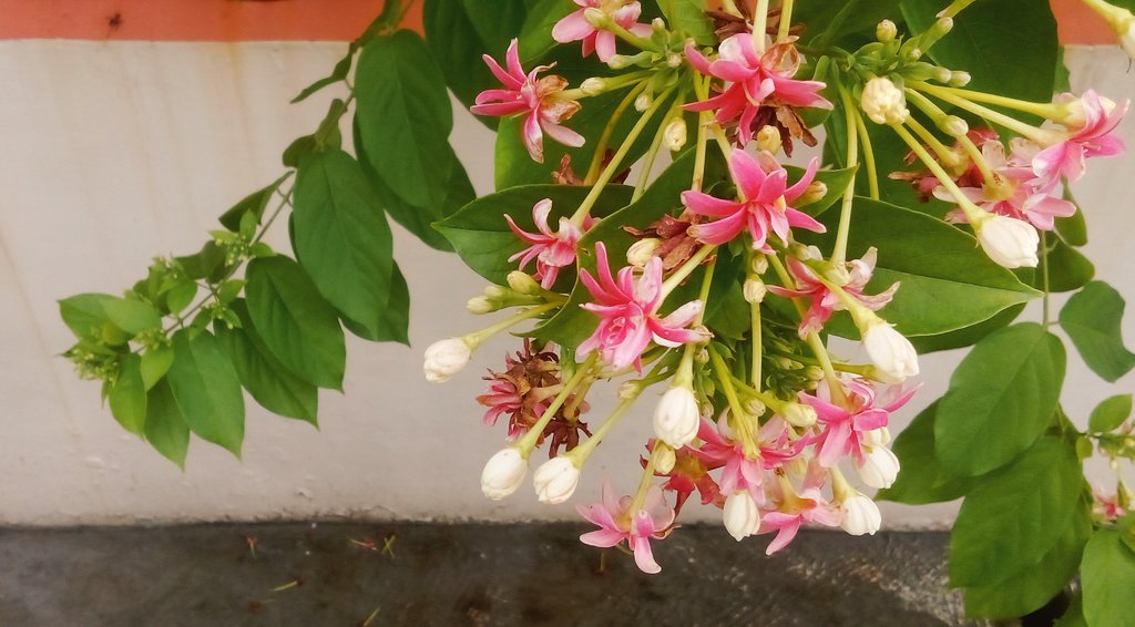 Daf - Kang Cerita, Kang Gambar ✨🕊️💐 tweet media