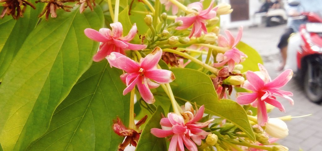 Daf - Kang Cerita, Kang Gambar ✨🕊️💐 tweet media