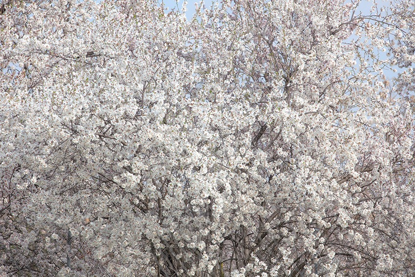 Salvar Hortaleza tweet media