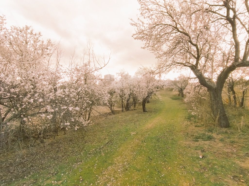 Es incomprensible e indignante que Almeida y las Madres Adoratrices quieran arrasar con toda esta belleza, la de la centenaria Huerta de Mena de Hortaleza, para construir oficinas.

Madrid, no podemos consentirlo.