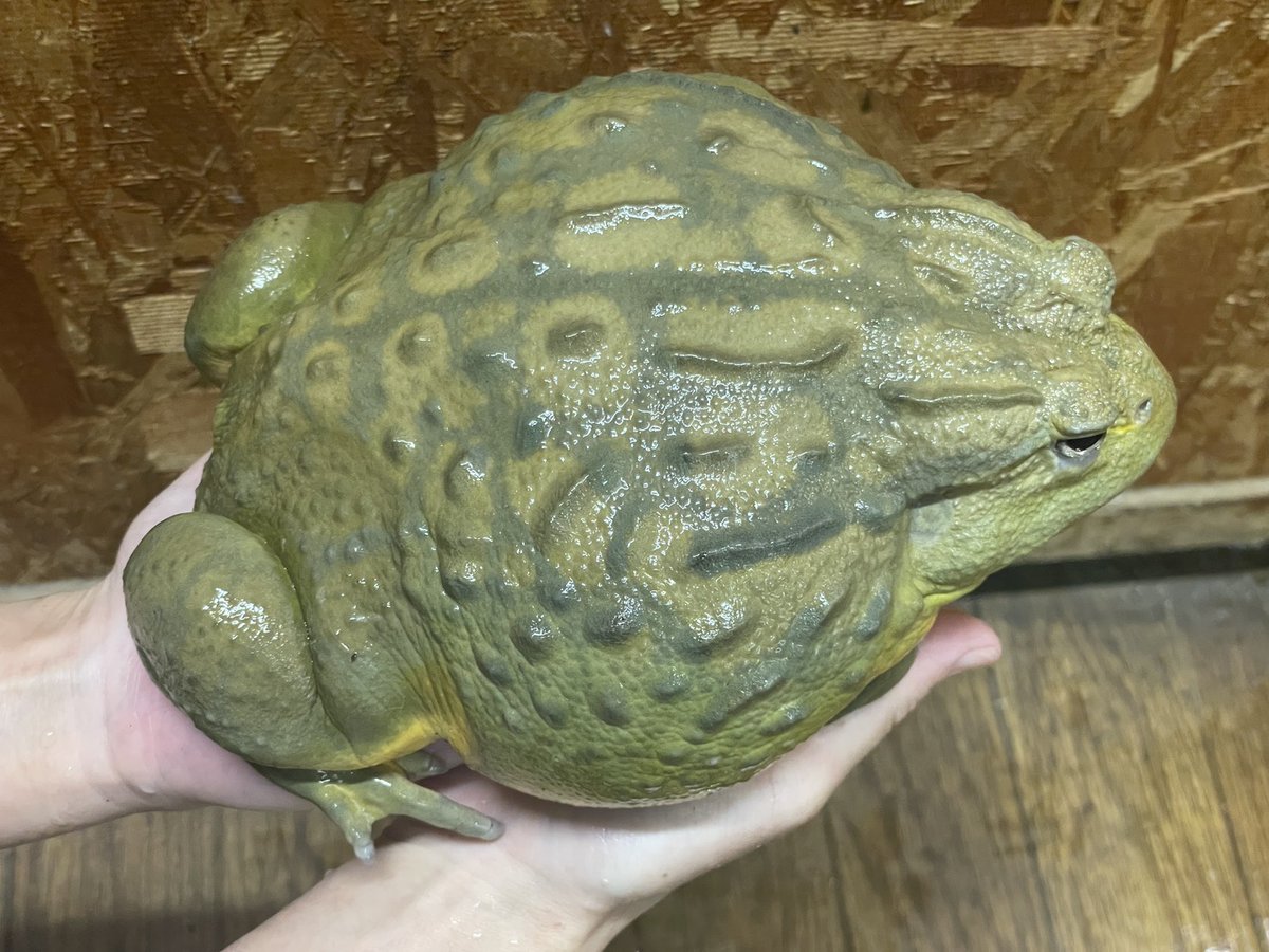 SAURIA守口店 tweet media