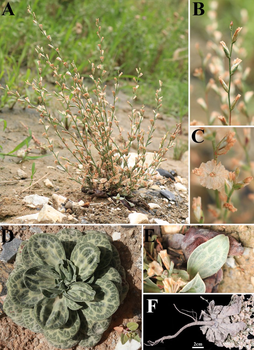 BDJournal tweet media