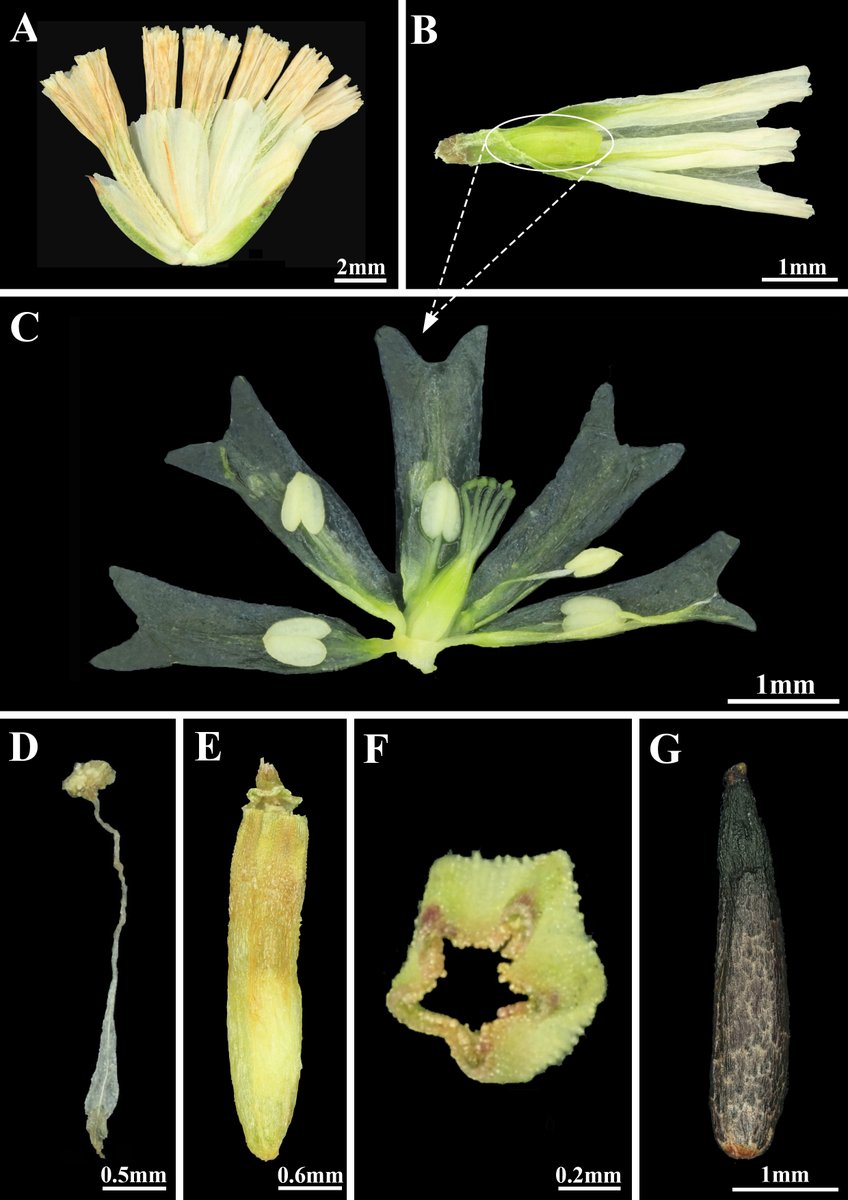 BDJournal tweet media