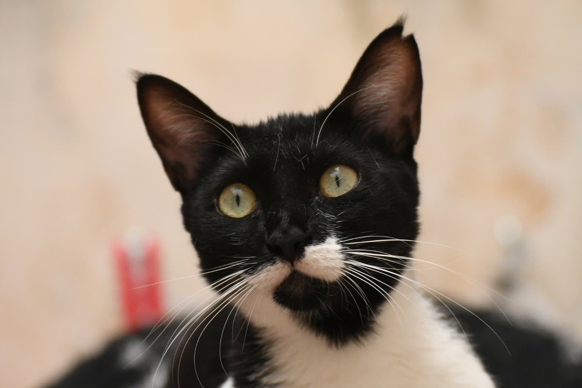 Refugi Els Àngels tweet media