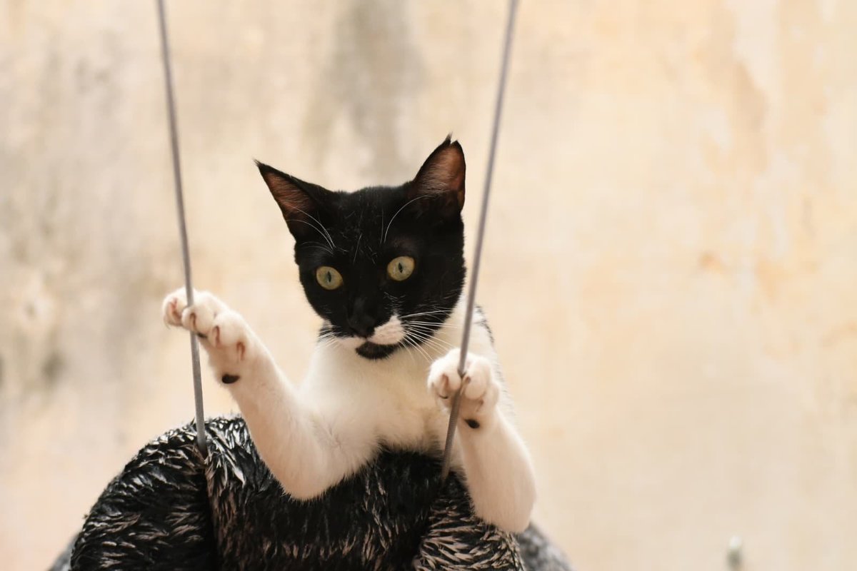 Refugi Els Àngels tweet media