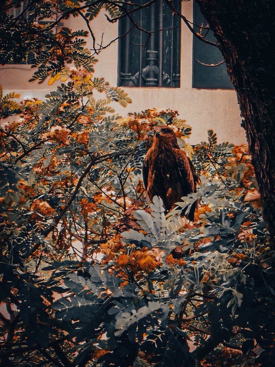 Rohil Roshan tweet media