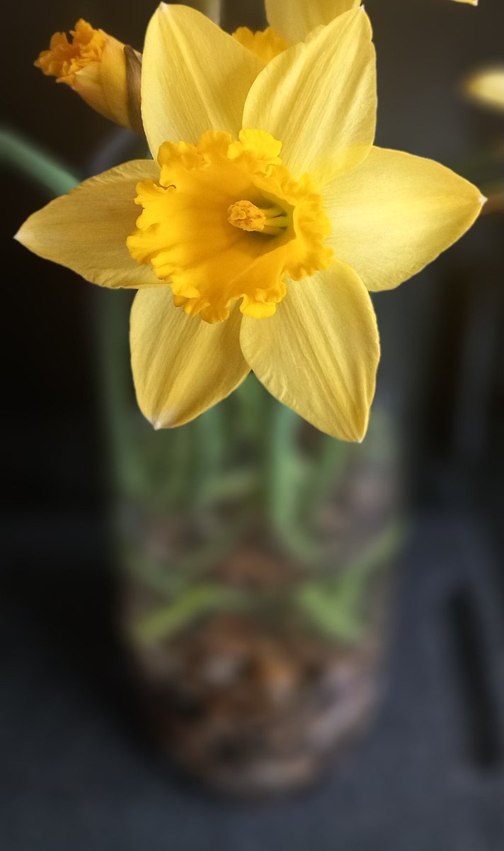VodkaGothBitch's tweet photo. Lidl gave the OH some free daffodils the other day and I am surprised to see about 3 have opened up the others dont look very lively lol πΌπ #OwnPic https://t.co/E13IxiAmZ6