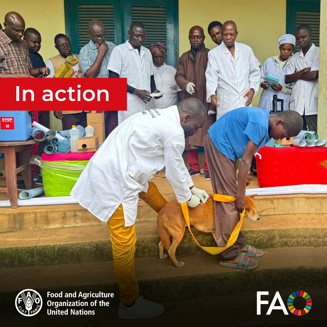 FAO Livestock tweet media