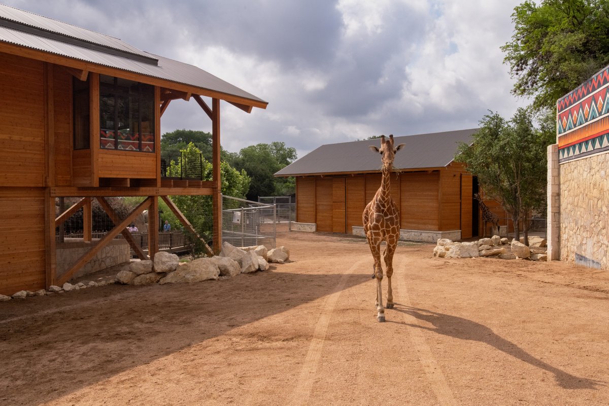 SanAntonioZoo's tweet photo. Discover the zoo in a whole new way with an overnight stay at Spekboom Lodge, nestled in the heart of San Antonio Zoo’s Naylor Savanna. 

Start your morning with stunning views of giraffes, zebras, and other incredible animals right outside your private lodge.

Spekboom Lodge is an exclusive accommodation for up to four guests and offers special early and after-hours access to the zoo. Your stay also includes complimentary rides on the Zootennial Carousel and Zoo Train, select animal encounters at no additional cost, and a private one-hour guided tour led by a member of our zoo staff.

This extraordinary overnight safari combines comfort, adventure, and behind-the-scenes experiences for a truly unique and unforgettable getaway.

Book on our website!