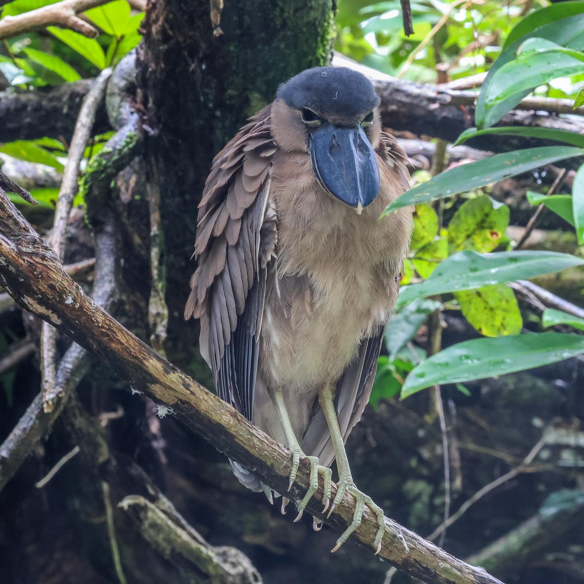 JOHN HARRIS tweet media