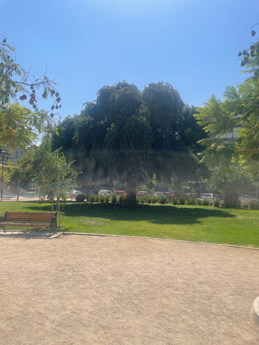 Roberto Rondanelli tweet media