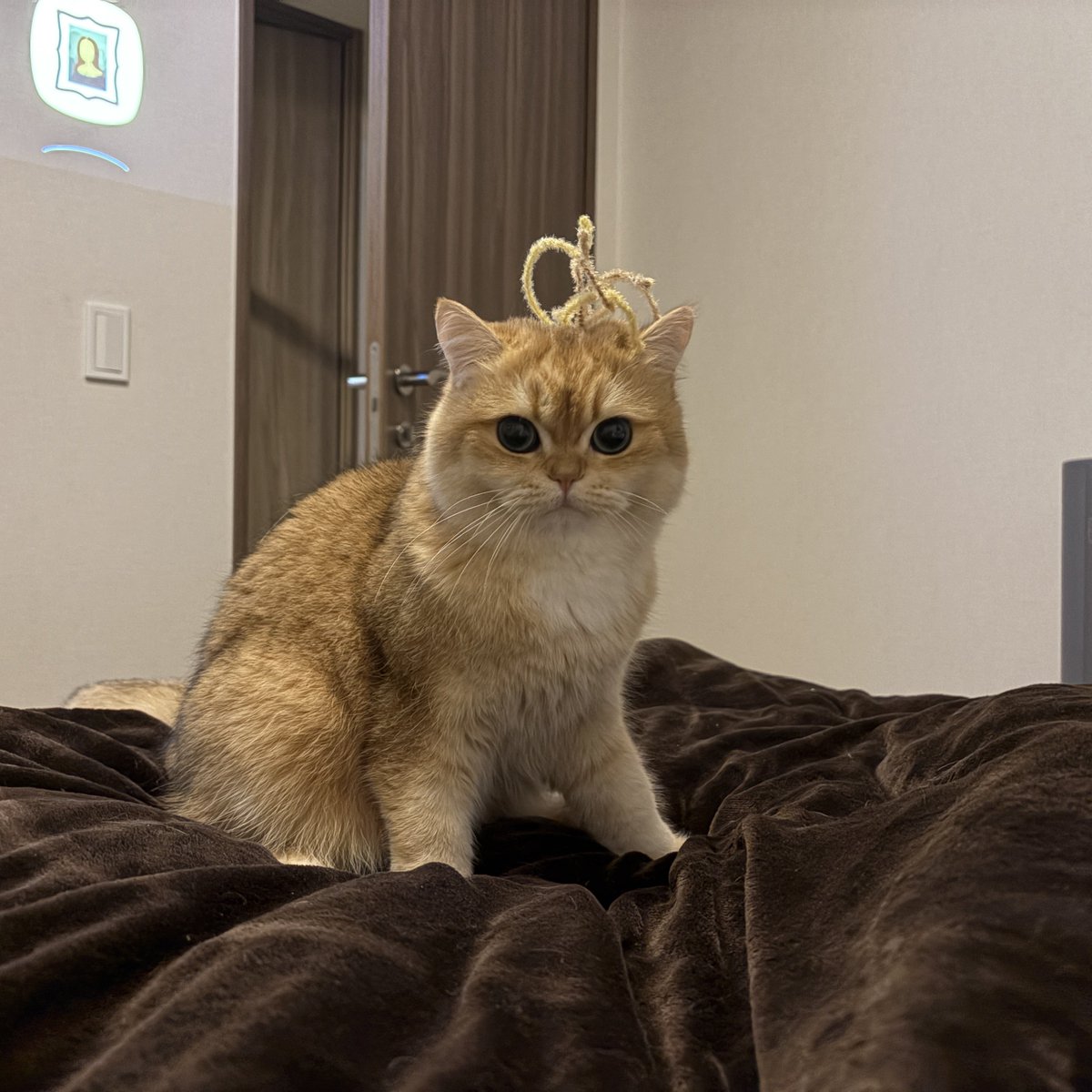 まおとむぎ (@chanmaochan1) / Posts / X