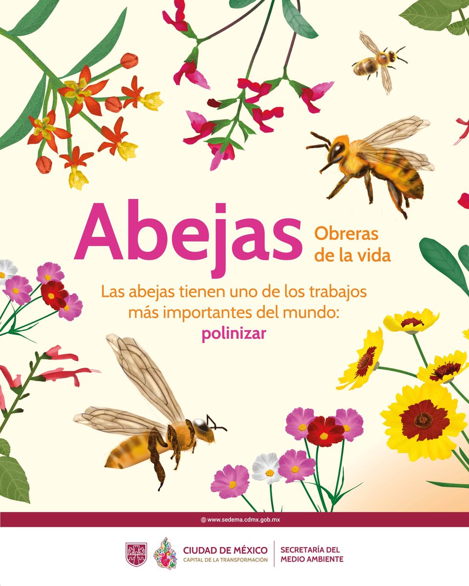 Las abejas obreras sostienen la vida. Con su labor de polinización hacen posible gran parte de los alimentos que consumimos y mantienen el equilibrio de los ecosistemas.

Cuidarlas es proteger la biodiversidad y garantizar el futuro de nuestra alimentación.

1/5🧵