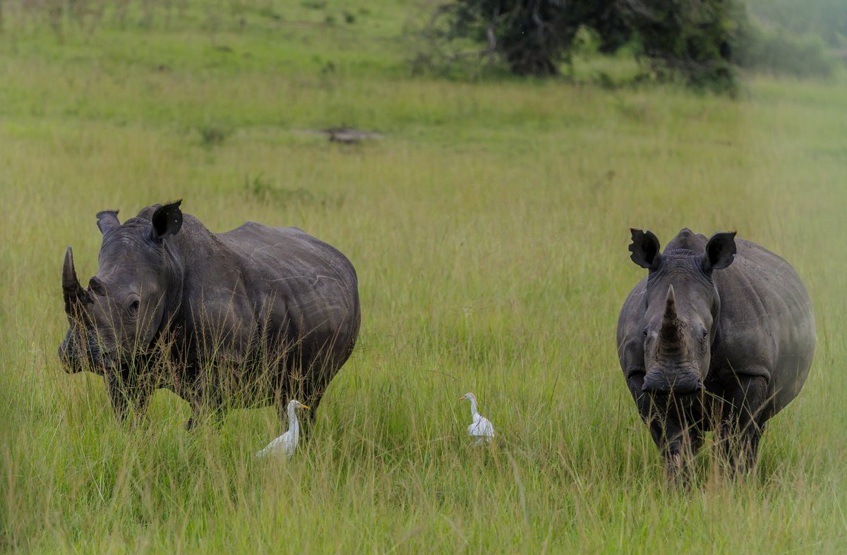 Mantis Akagera Game Lodge tweet media