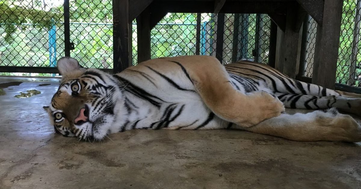 PROTECT ALL WILDLIFE tweet media