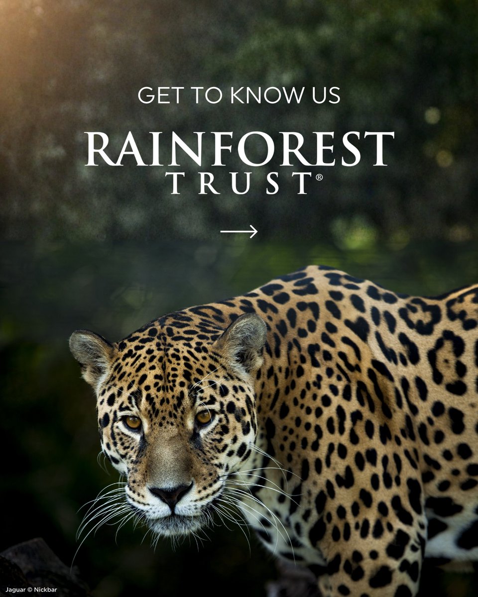 Rainforest Trust tweet media