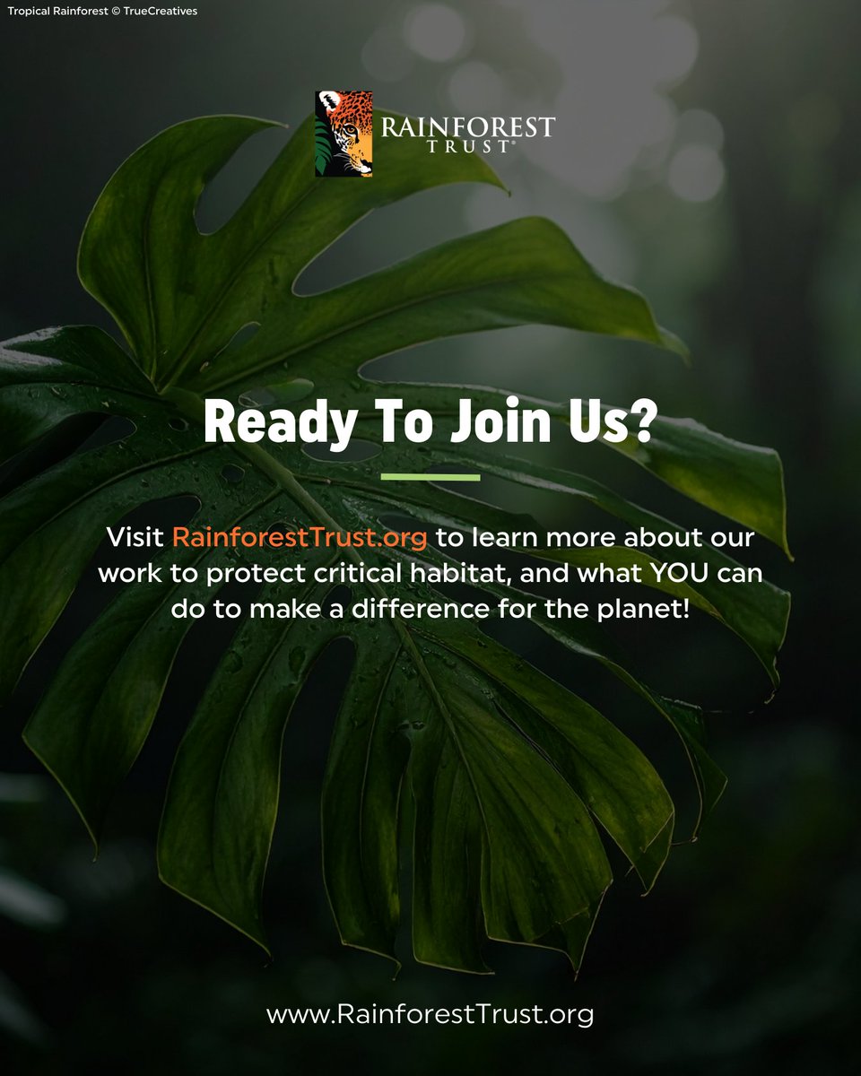 Rainforest Trust tweet media