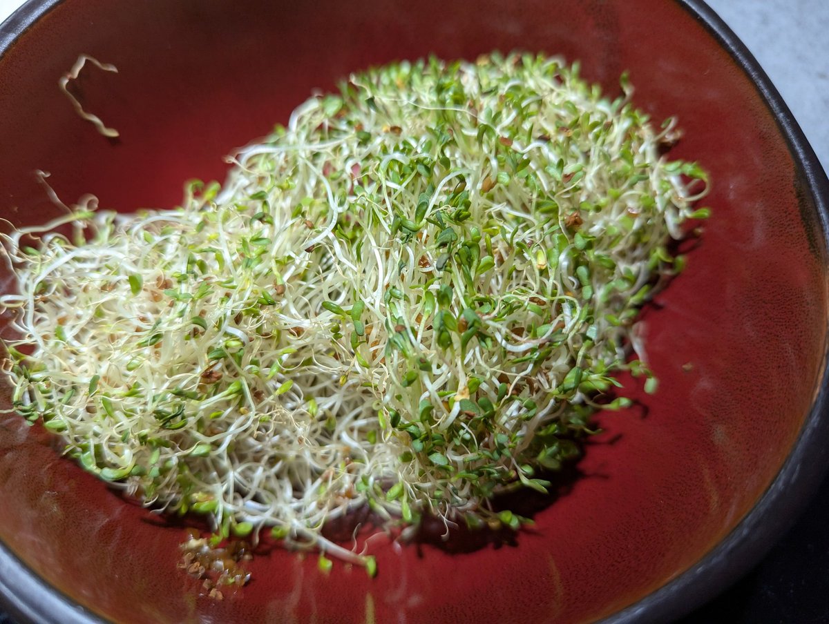 Breakfast with home grown sprouts.