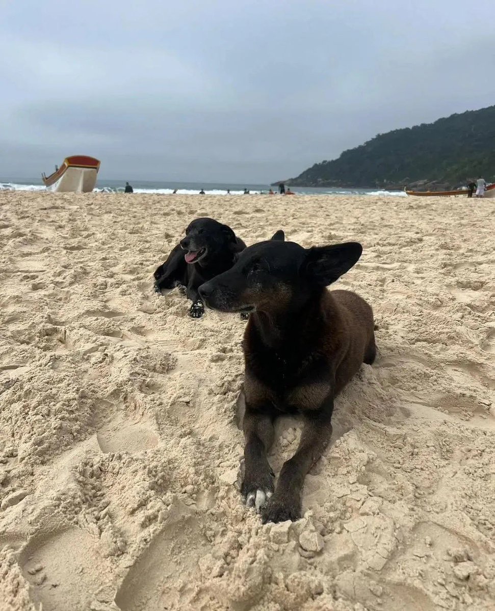 PhaedraXTeddy's tweet photo. Politicians including "doglover" Priscilla Fernandes from
#Florianópolis
SC #Brazil 🇧🇷 en masse voted to keep the case of dog torture local and thereby protect influential #DogButchersOfPraiaBrava.
What disgrace!!
Brazilian authorities let wealthy teens torture dogs, imagine the FUTURE for Brazil. Not too bright. #FEDERALIZAÇÃODOCASOORELHA
NObody will visit
#BRAZIL 🇧🇷 if there's no
#JustiçaPorOrelha !
#UnidosPorOrelha
Attention:
@LulaOficial
@policiafederal
@MPF_PGR
@peta
@CNNBrasil
@cnni