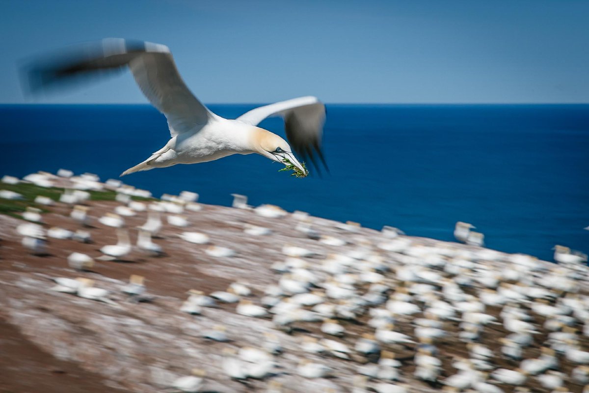 Canadian Wildlife Federation tweet media