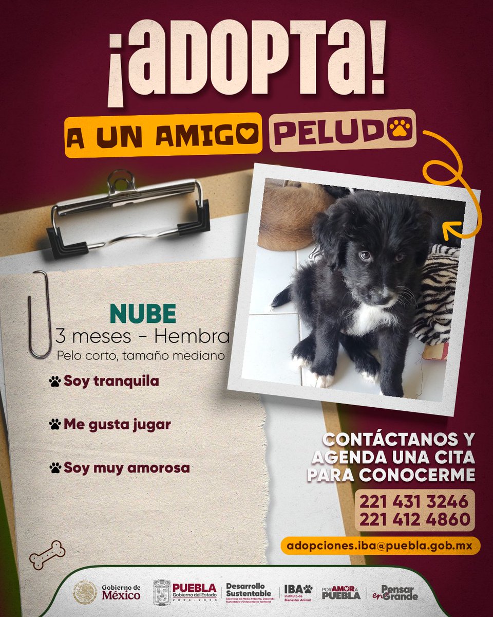 AmbienteGobPue's tweet image. ❤️🐾 #AdoptaNoCompres es la iniciativa del @Gob_Puebla para brindar una nueva oportunidad a alguno de los seres sintientes.

🐶❤️Te presentamos a #Nube, una perrita súper amigable que está lista para escribir una nueva historia, donde el respeto, amor y la tenencia responsable