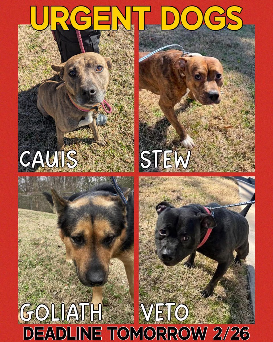 🚨 DEADLINE ANNOUNCED 🚨
😔 TBK Thursday February 26… 
💔 Cauis. Stew. Goliath. Veto. 💔
Rocky Mount, North Carolina 🇺🇸

They need a miracle. These boys are out of time. No more extensions. No more waiting.

✨ They need:
• A committed foster
• A rescue
• An adopter
•