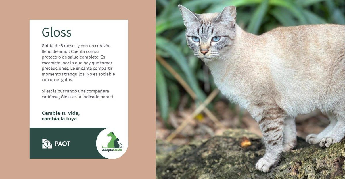 Soy una gatita muy cariñosa y adorable. No soy sociable con otros gatos, me encanta ser la única a la que acaricien y den muchos cariñitos. Busco un hogar cálido y seguro. 
¿Te gustaría ser mi lugar seguro?
✳️Datos para adopción👇
📞 55 55040979
📧 jmartinolcina@gmail.com
<a href="/Dcyon/">Josefina Martín</a>