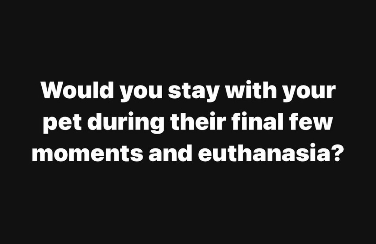 Puppies 🐶 tweet media