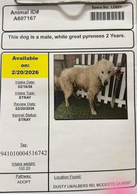 RussianBerner's tweet image. Hey good folks - Cloud needs your urgent help in Modesto,CA !! stanislausanimalservices.com 

The Stanislaus Animal Shelter needs your urgent help with this sweet 2yo Great Pyrenees boy Cloud - 

just read his story and look at his plight 🥹 GP are among the sweetest giant teddy bears