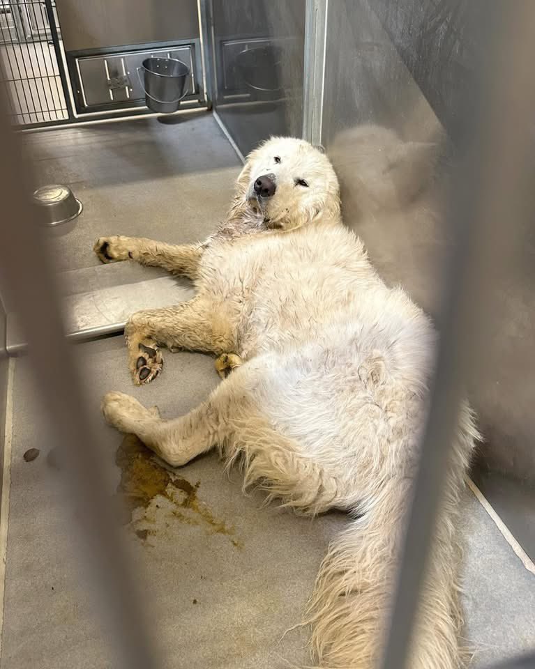 RussianBerner's tweet image. Hey good folks - Cloud needs your urgent help in Modesto,CA !! stanislausanimalservices.com 

The Stanislaus Animal Shelter needs your urgent help with this sweet 2yo Great Pyrenees boy Cloud - 

just read his story and look at his plight 🥹 GP are among the sweetest giant teddy bears