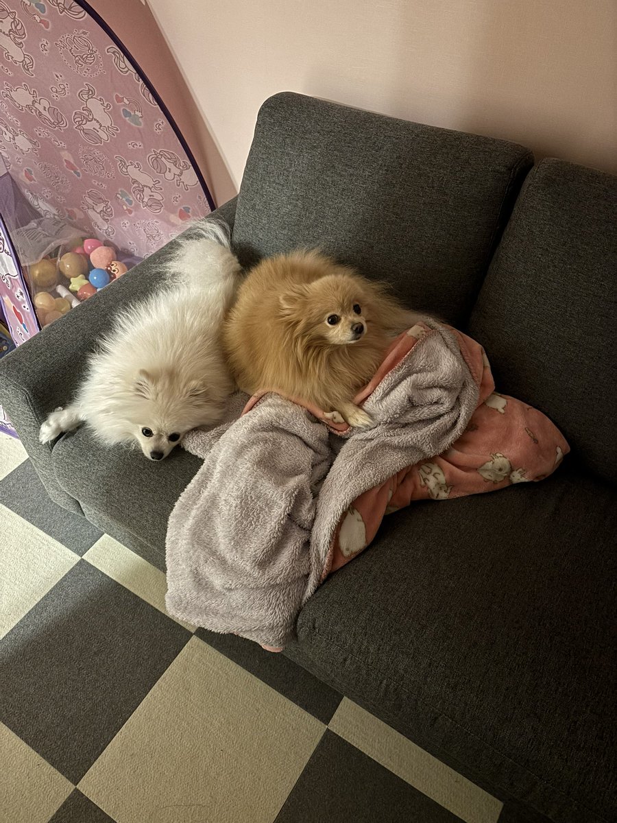 あぐ(8)うに(3)🐾🐾 tweet media