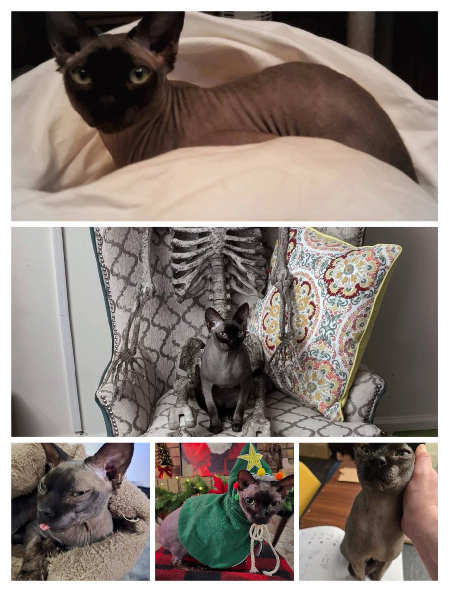 The Gogh Cat Gang RIP Vinny 🌈 tweet media