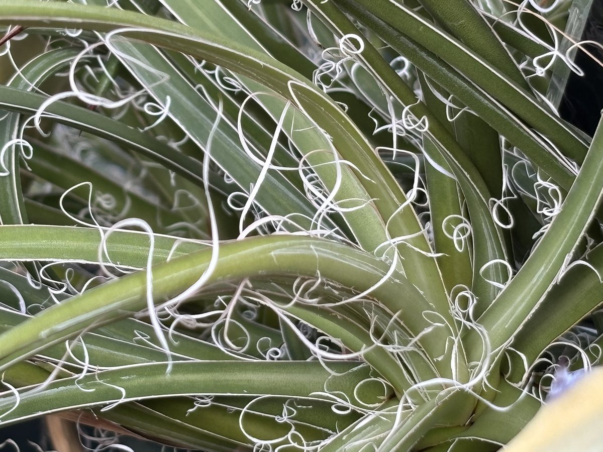 糸が絡まりまくってるアガベ… じゃなくて葉の縁から白い糸のような繊維