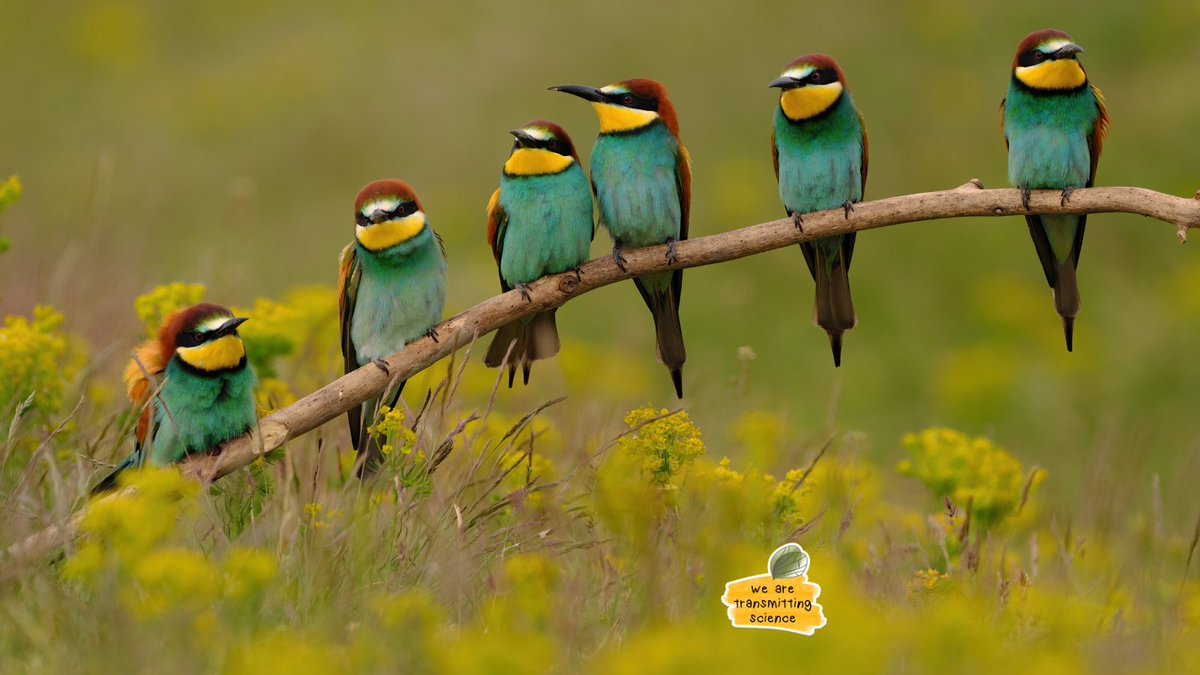 Transmitting Science | Online courses and more tweet media