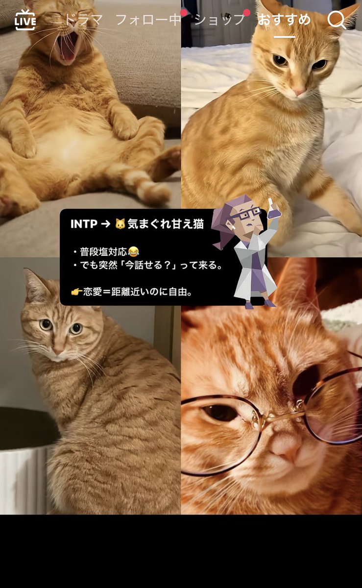 8Architect22's tweet photo. うちのネッコINTP🧪💜なのー！笑笑笑
可愛すぎ笑笑
振り回されていい！いい！！笑笑

 #MBTI https://t.co/7pbO2WKqt3