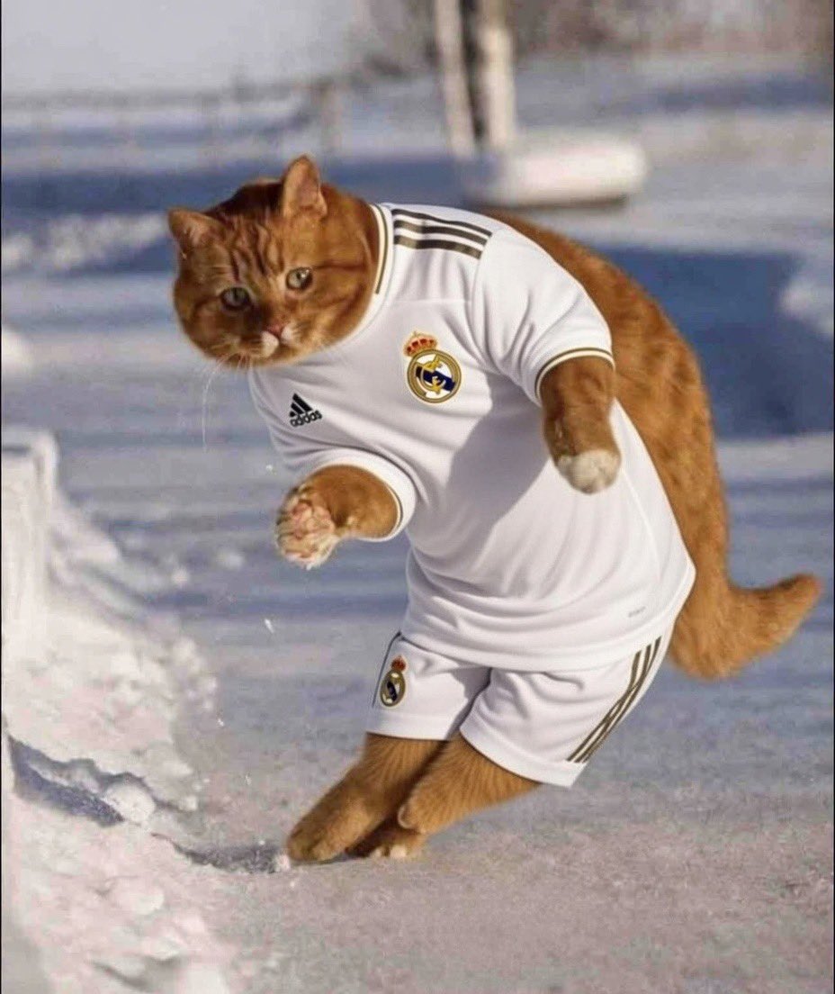 THE DUKE OF MADRID tweet media