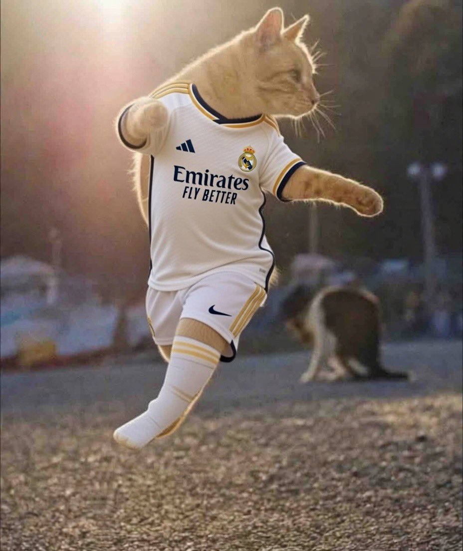 THE DUKE OF MADRID tweet media