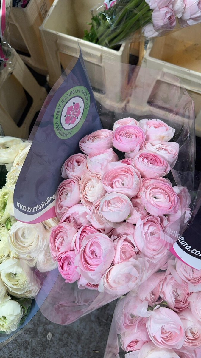 Imogen8574's tweet photo. Discover the beauty of nature with this stunning display of flowers, each box showcasing a unique arrangement. Let the vibrant colors and delicate fragrances inspire you. 🌸 https://t.co/bsw4Z4NJTv