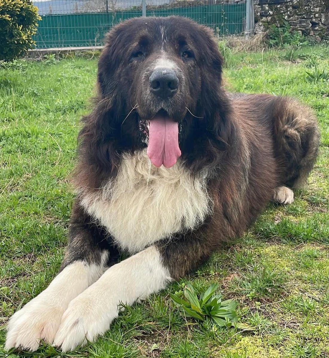 #PONTEVEDRA
#SILVER es un bellezón de 75 kg y 8 años. 

No es un perro para piso. Necesita tener un trozo de jardín donde poder estar tranquilo, tirado al sol, aunque sea tranquilo y de energía baja. 
Le encantan los paseos y  la naturaleza.

Es como un oso gigante, con quienes