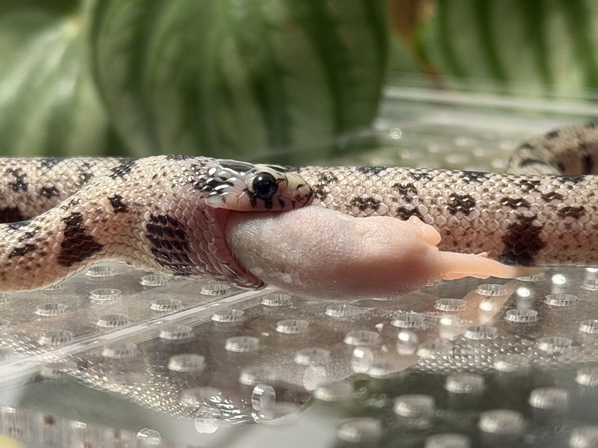 今日はチェーンでマウス食べてもらいました😌💭 頑張って食べてるの
