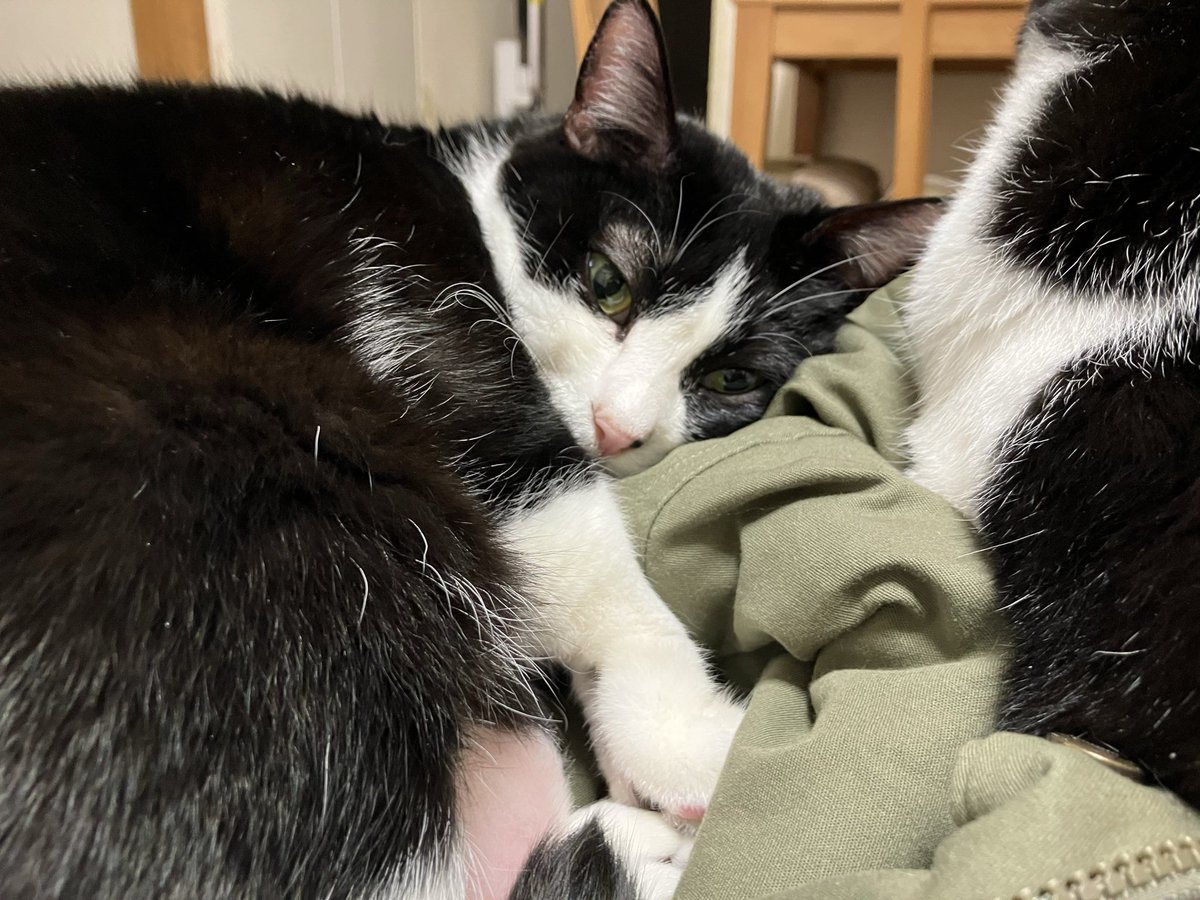 ちょうど2年前のカーヤさん

上着を気に入ったのか
スリスリして寝てたなあ