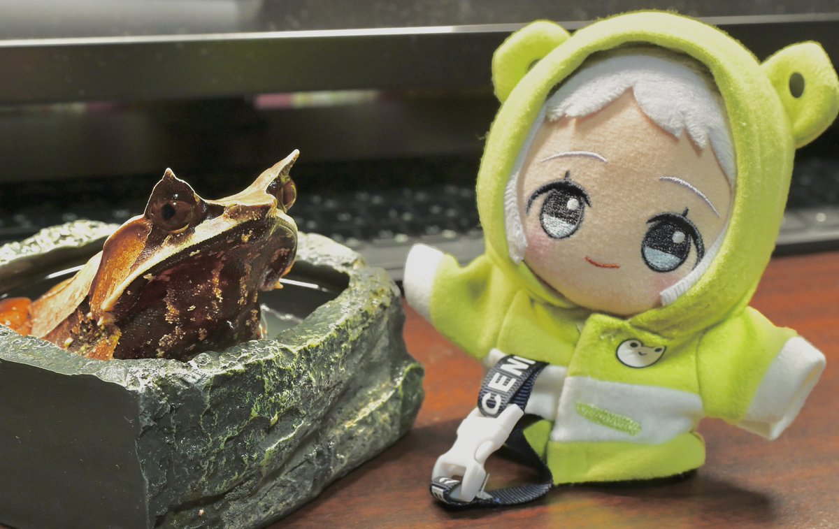 デイリーぬいフォト
withミツヅノコノハガエル