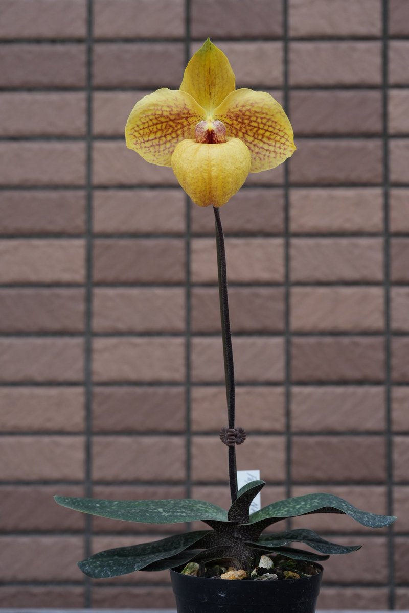 Yt (@Plantsman_jp) / Posts / X