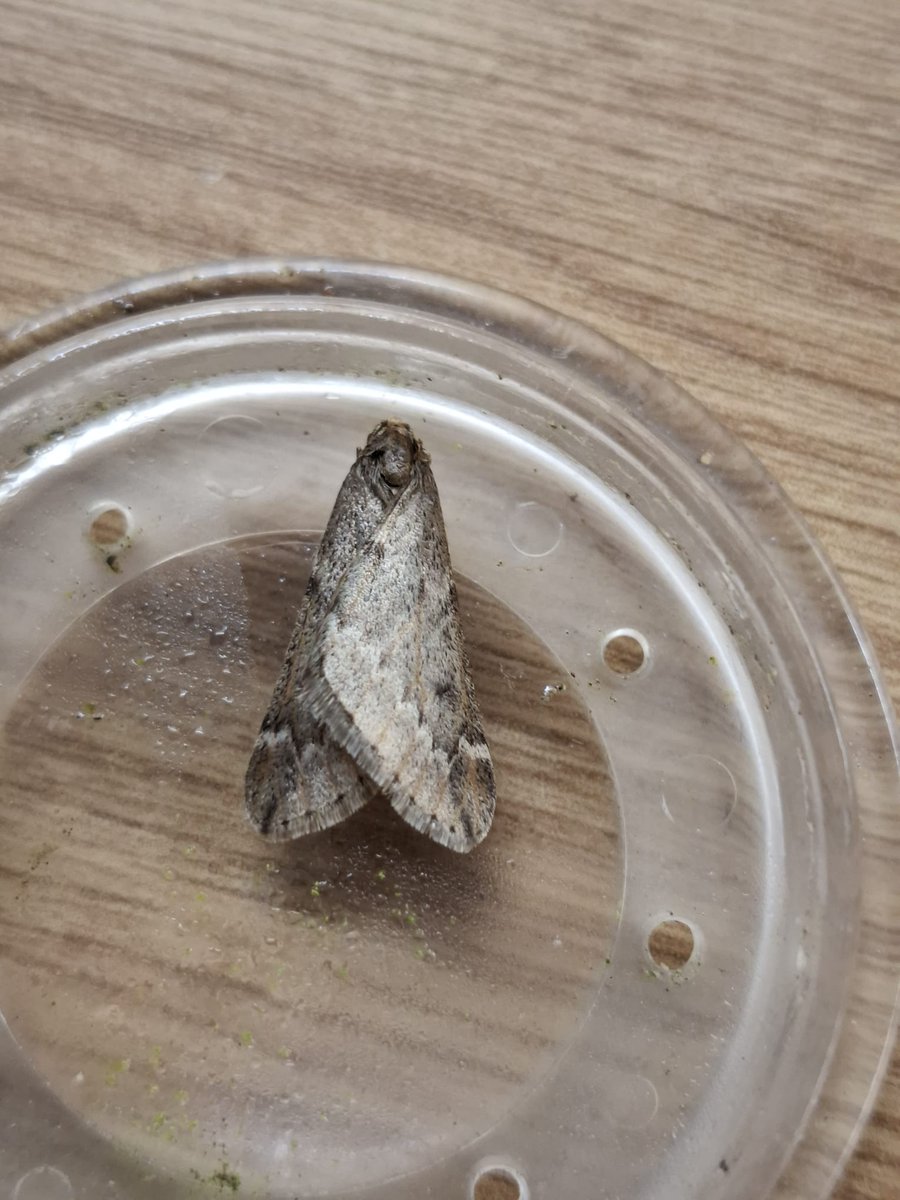 Martyn Priestley-Sharing tips about Urban Wildlife tweet media