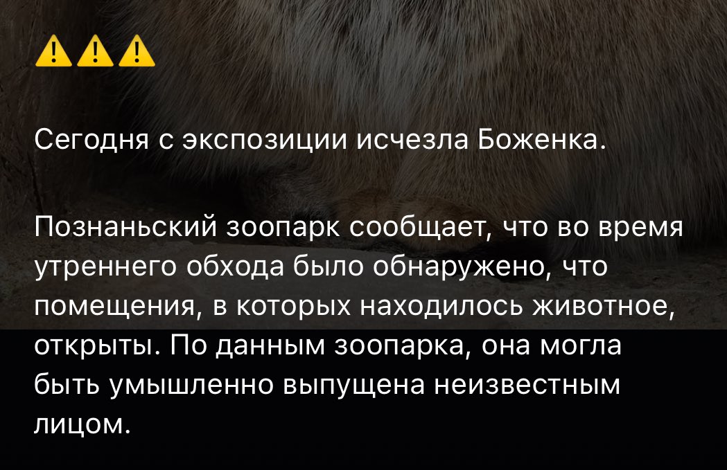 вы не поверите, но поляки проебали манула 

СНОВА 

думаю ее быстро найдут, НО

из этого же зоопарка уже сбегал ее брат Магеллан (поэтому так и назвали), но поймали

и вот опять!