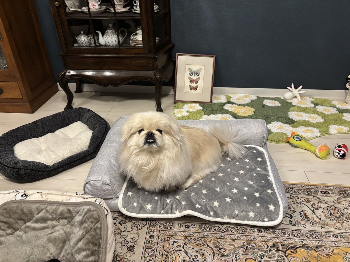 ししまるに大きめなベッドを購入🤔今までのペキニーズ柄ベッドが潰れて