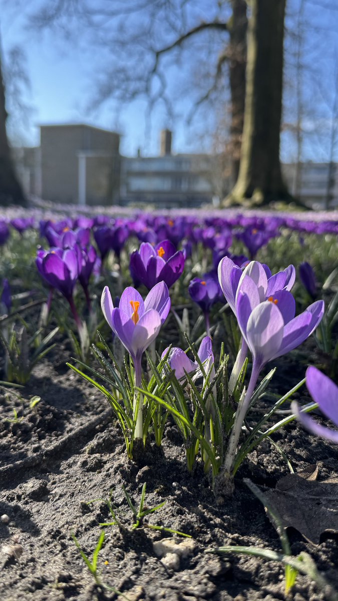 eurofusionabroa's tweet photo. Finally some color after all that grey 🌞
The crocuses are out and the air feels different… did we just sneak past winter already?

#NetherlandsSpring #CrocusSeason #WinterToSpring #SpicyEuroFusion https://t.co/YKTFa4JxLv