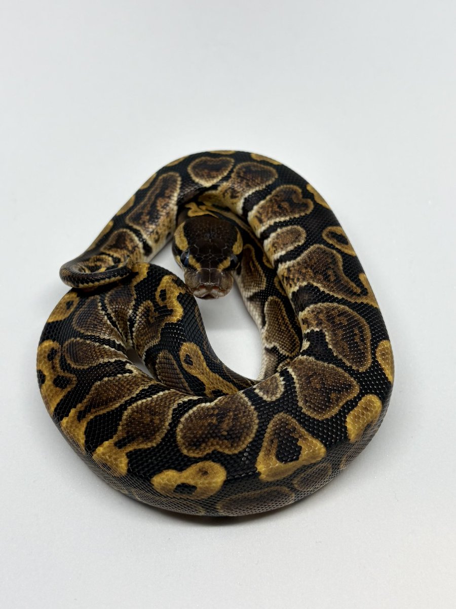 python_bard tweet picture